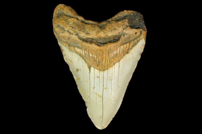 Fossil Megalodon Tooth - North Carolina #131578